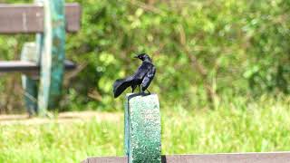 Carib Grackle Quiscalus lugubris lugubris male displaying French Guiana [upl. by Viviene]