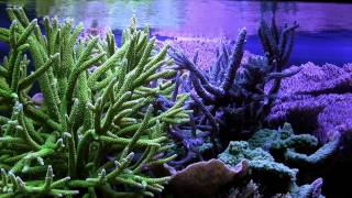 RalfPs little coral reef Jan 2012 [upl. by Ogires328]