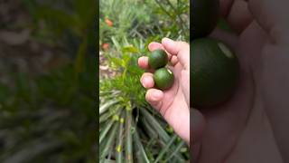 Picking Philippine Lime kalamansi shorts YouTube fruit philippines [upl. by Ailahs335]