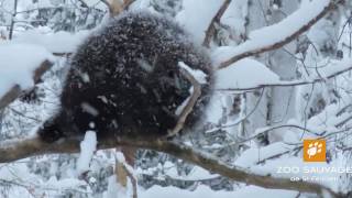 porc épic dans la neige porcupine in the snow Zoo sauvage de St Félicien [upl. by Aserehc]