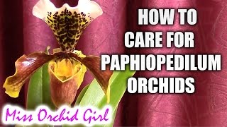 How to care for Paphiopedilum orchids  watering fertilizing reblooming [upl. by Lemrahs859]