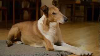 Smooth collies evening at home [upl. by Premer]