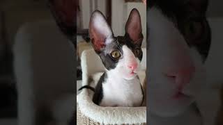 Cornish Rex kittens too cute😺 [upl. by Sonafets]