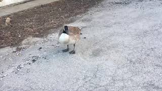 Canada goose hissing at us [upl. by Eire]