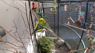 Grasparkieten in de volière  budgies in our aviary [upl. by Bywoods]