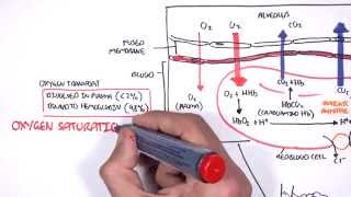 Respiration Gas Exchange [upl. by Leinaj]