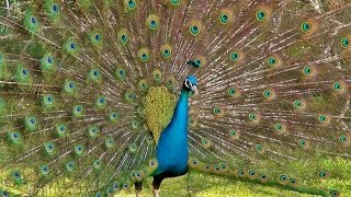 Peacock Dance Display  Peacocks Opening Feathers HD amp Bird Sound [upl. by Elnora291]