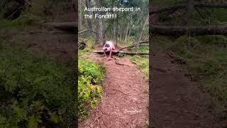 Australian shepard in Forestnatureforestshepardquadrobics [upl. by Halehs162]