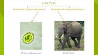 An Introduction To Unicellular And Multicellular Organisms [upl. by Yovonnda26]