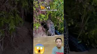 Leopard vs Crocodile [upl. by Nirraj]