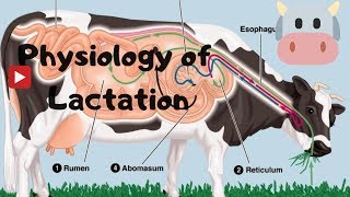 How milk Is Produced in Cow Dairy Physiology Mamogenesis by Nepaliagriboy [upl. by Willetta17]