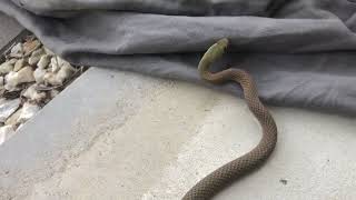 Yellow Faced Whip Snake at the Front Door [upl. by Whitney4]