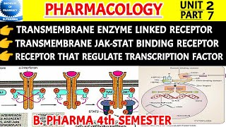 Transmembrane enzyme linked receptors  Transmembrane jakstat binding receptor  B pharm 4 sem [upl. by Sloatman]