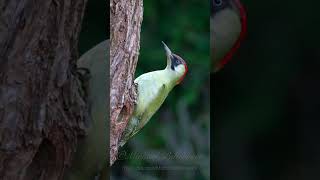 Green Woodpecker Call birds birdsounds [upl. by Maxentia]