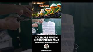 TASSELLI DI MICELIO I SEMI DEI TUOI FUNGHI DA COLTIVARE  COME FARE UNA FUNGAIA IN TRONCHI [upl. by Aihsot]