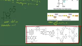 Biología 2 Bach Tema 6 Ácidos nucleicos nucleótidos y ADN [upl. by Einatirb]