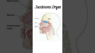 📢🛑Jacobsons Organ  Vomeronasal Organ physiologybiologyhumanbodysystemviraltrendingshorts😳😱 [upl. by Nerek]