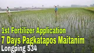 Rice Farming 7 Days After Transplanting  1st Application of Fertilizer [upl. by Affer388]