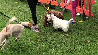 Holly Westie’s first dog show [upl. by Anastasie]