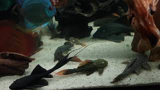 Pleco l25l24l14l273l137L172l600L27CL27DL200L128L82LDA33Blue eyed [upl. by Atal]