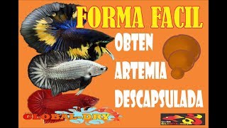 ARTEMIA DESCAPSULADA QUE ES Y como se obtiene Global Dry [upl. by Old]