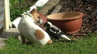 Australian Magpie Playing 2 [upl. by Leba]