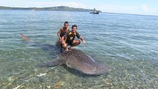 Fisherman Catch Baby Whale Shark [upl. by Sally]