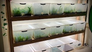 Aquarium Plant Nursery and Fish Room  Full Tour and Updates [upl. by Fallon]