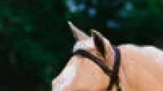 How to Smudge a Horses Mane in Photoshop [upl. by Earezed]