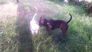 Pitbull Blue Vs BullTerrierIngles Gran Pelea II [upl. by Crandale814]