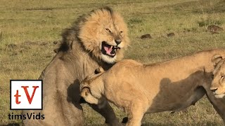 Four Lionesses Defend Their Cubs from Male Lion  Masai Mara Kenya [upl. by Euqinamod]