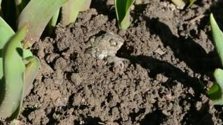 Toad digging a hole in the garden ground [upl. by Akimrehs782]