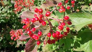 Gelderse roos  Viburnum opulus [upl. by Donelson]