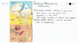 General Ascending Sensory Pathway [upl. by Melise]