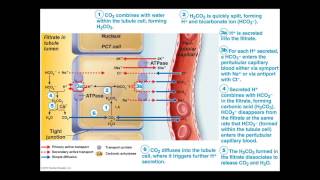 Urology Lecture a06 [upl. by Elohcan269]