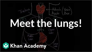 Meet the lungs  Respiratory system physiology  NCLEXRN  Khan Academy [upl. by Yhtomot]