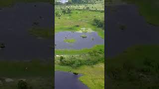 Okavango Delta from the air shortsyoutube [upl. by Ahsets]