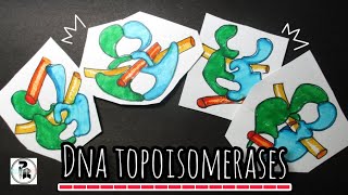 DNA TopoisomeraseTopoisomerase 1 amp 2 mechanisms paperpenbiology [upl. by Fonville]