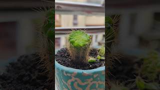 Cactus plant er matha katlam keno 🌵 cactus minivlog homegarden gardening [upl. by Anavrin462]