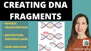 PRODUCING DNA FRAGMENTS Methods to produce DNA fragments for Alevel recombinant DNA technology [upl. by Bena714]