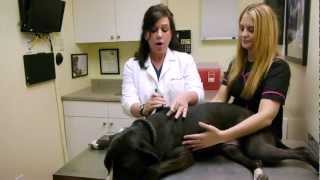 How to apply topical medication on a dogs skin [upl. by Aelam]