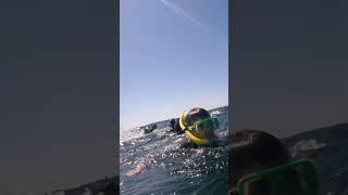 Swimmer Hit by Humpback Whale Tail [upl. by Nnagrom]