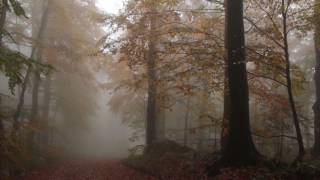 Relaxing Autumn Forest  Leaves Falling From Trees Fog and Rain in Colorful Forest  8 Hours [upl. by Ocramed]