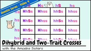 What is Genotypic Ratio of Dihybrid Cross [upl. by Bolton243]