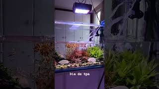 Very Cool Discus Fish Aquascape Planted Tank acaradiscosalvador  Falcon Aquarium services [upl. by Cirala]