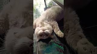 Chimy Kucing hoby rebahankucinglucu catlover catvideos kucing funnyvideo funny [upl. by Wendeline273]