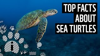 Top 10 Sea Turtle Facts  Animal Fun Facts  WWF [upl. by Eerahs720]