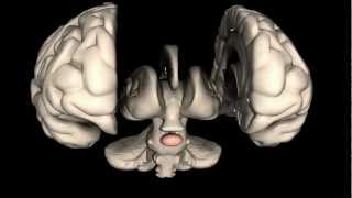 What is the Pituitary Gland [upl. by Farant]