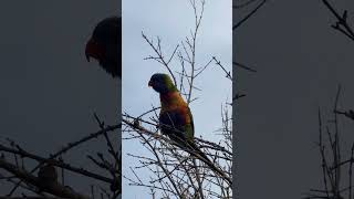 Baby lorikeet bird nature miraculousnature garden birds lorikeet australia [upl. by Leinahtan]