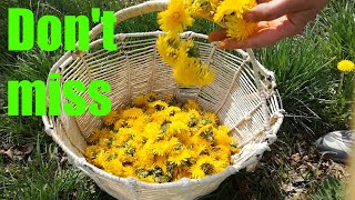 How to make dandelion wine Recipe and fermenting [upl. by Ellehcim196]